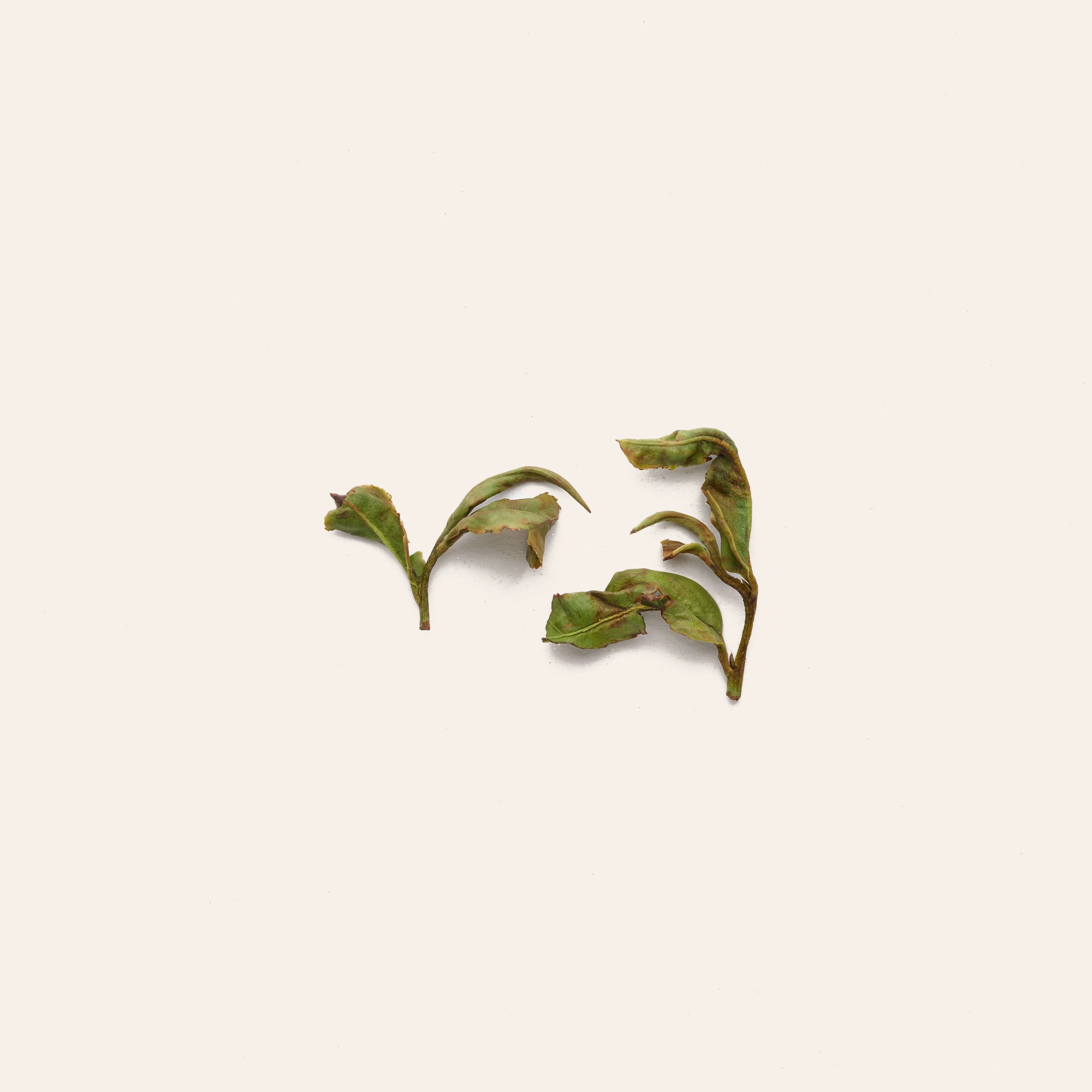 White Tea 白茶